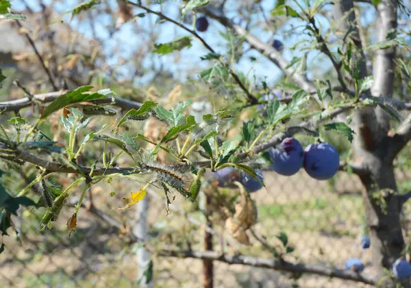 Erik ağacının dallarında ve yapraklarında bir sürü tırtıl var..