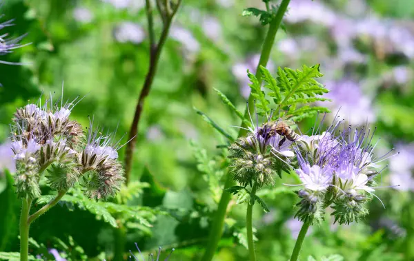 Arı dostu bahçede bal arısı olan Phacelia. Phacelia - bahçe için en iyi tozlayıcı bitkilerinden biri.. 