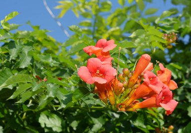 Kamp radyanları, trompet sarmaşığı, sarı trompet sarmaşığı, ya da yeşil çitteki trompet sürüngeni çiçekleri..