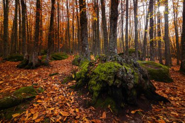 Sonbaharda yapraklarla kaplı bir kestane ormanının ağaçları ve gövdelerin arasına giren güneş zemini ve bazı kayaları aydınlatıyor. Kahverengi, koyu ve sarı renkler..
