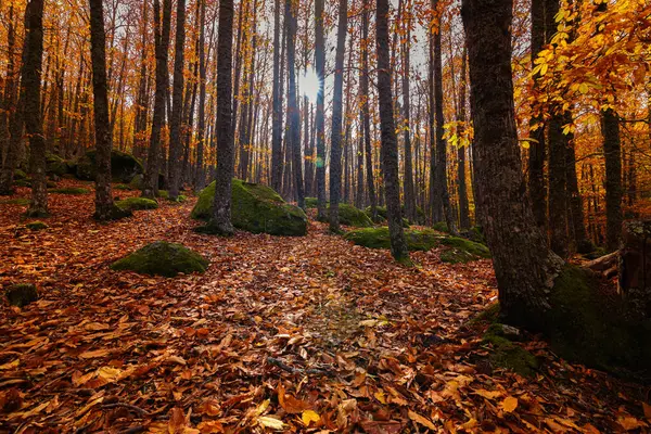Kestane ağaçlarının yapraklarla kaplı zemini ve güneş ışığının gövdelerin arasına girmesi ve sonbaharda orman zemininin bir kısmını aydınlatması. Kahverengi, koyu ve sarı renkler..