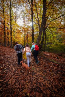 Sırt çantalı ve köpekli tanınmayan yürüyüşçülerin ailesi sonbaharda bir kestane ormanının yamacına tırmanıyor. Kahverengi, koyu ve sarı renkler..
