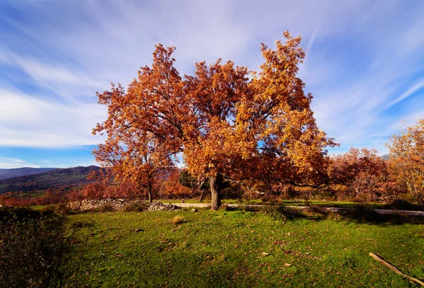 İspanya 'nın Madrid dağlarının çayırlarındaki Centennial meşe ağacı, arka planda hareket eden bulutlarla dolu bir yolun kenarında. Sonbahar renkleri, kahverengiler, ocherlar, sarılar, sarılar.