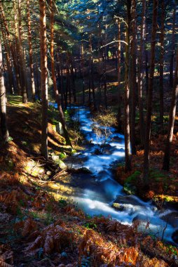 Bir çam ormanının içinden akan yüksek dağ kış deresi. Düşmüş yapraklar ve buz tabakası. Uzun pozlama.