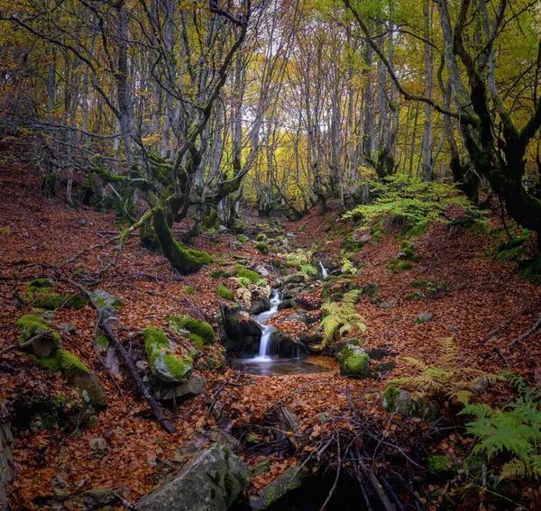 Şelaleli bir derenin panoramik görüntüsü bir dağ geçidinde kayın ormanını geçiyor, yere kahverengi yapraklar dökülüyor ve yeşil liken gövdeleri dökülüyor..