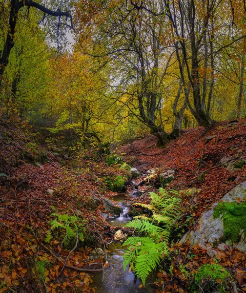 Şelaleli bir derenin panoramik görüntüsü bir dağ geçidinde kayın ormanını geçiyor, yere kahverengi yapraklar dökülüyor ve yeşil liken gövdeleri dökülüyor..