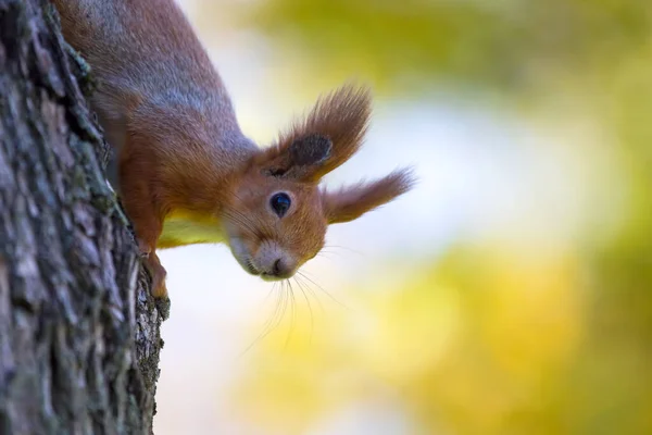 Esquilo Parque Numa Árvore Animais Natureza — Fotografia de Stock