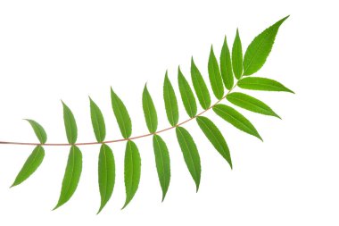 Beyaz arka planda yaprakları olan bir dal. bitki örtüsü ve botanik