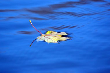 Sonbahar yaprağı gölün suyunda yatar. Doğanın mevsimleri