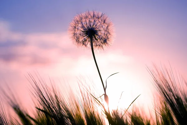 Löwenzahn Gras Gegen Den Abendhimmel Natur Und Botanik Der Blumen — Stockfoto