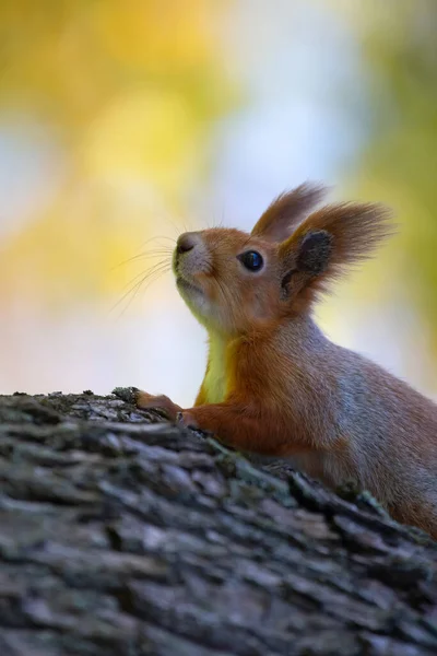 Eichhörnchen Park Auf Einem Baum Tiere Der Natur — Stockfoto