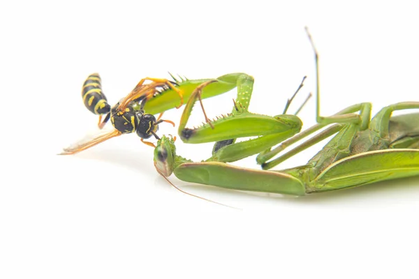Praying Mantis Grabbed Wasp Food Close White Background Hunting World — Stock Photo, Image