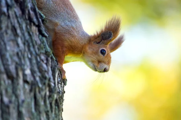 松鼠在公园的一棵树上 自然界中的动物 — 图库照片