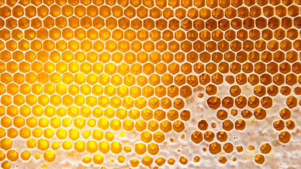 Bienenfrischer Honig Waben Hintergrund Und Textur Vitamin Natürliche Nahrung Arbeitsprodukt — Stockfoto