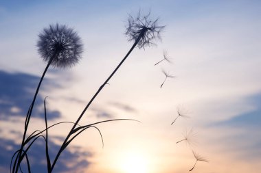 Günbatımı gökyüzünün arka planında uçan karahindiba tohumlarının siluetleri. Çiçeklerin doğası ve botaniği