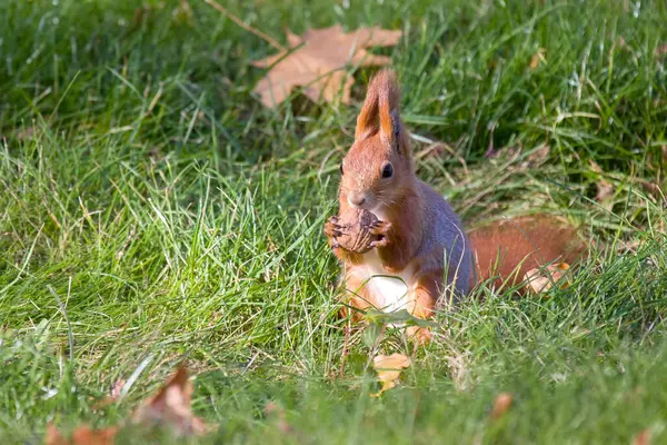 Eichhörnchen Park Tiere Der Natur — Stockfoto