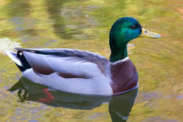 Farbige Enten Tummeln Sich Teich Natur Und Vögel — Stockfoto