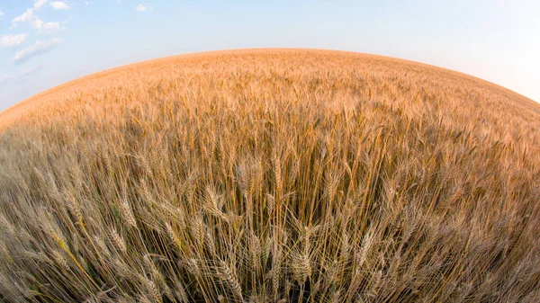 Поле Широким Кутом Обхвату Пшениці Фоні Неба Агрономія Сільське Господарство — стокове фото