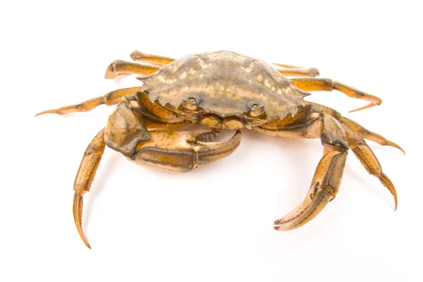 Yellow Sea Crab White Background — Stock Photo, Image