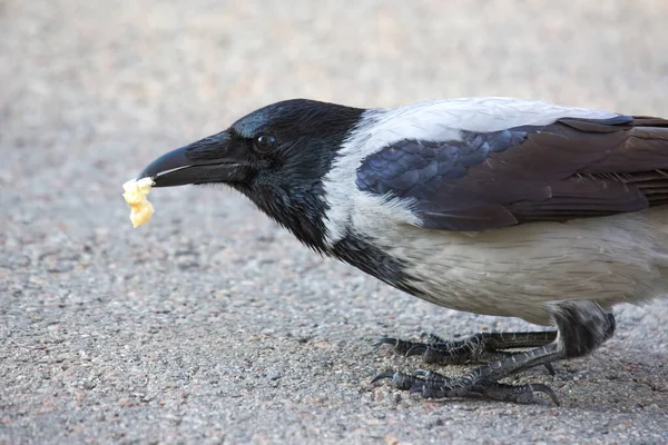 Magpie Crow Eats Food Feathered Fauna — Stock Photo, Image
