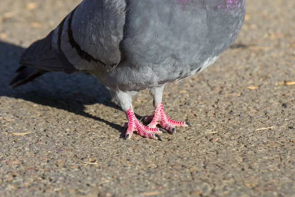 Pink Paws Dove Bird Close Orintology — Stock Photo, Image