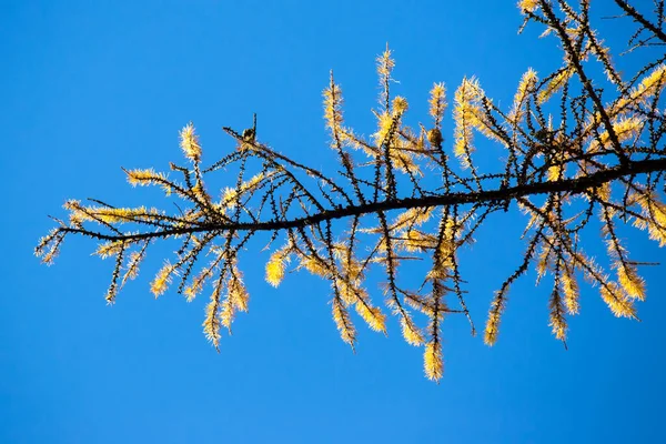 秋の空のクローズアップに対するスプルースの枝 — ストック写真