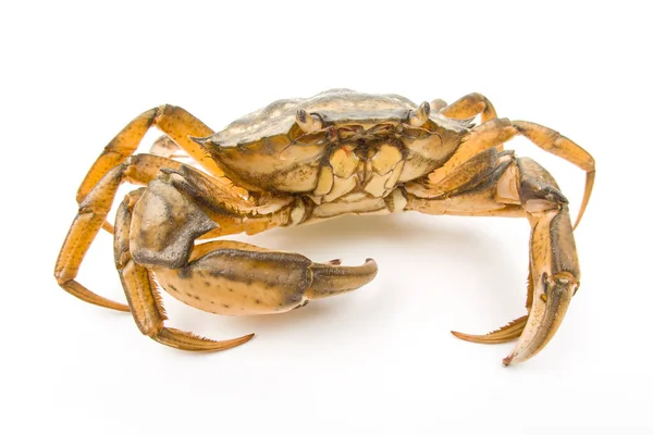 Crabe Mer Jaune Sur Fond Blanc — Photo