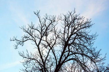 Yapraksız ağaç dalları mavi gökyüzüne karşı. Doğada sonbahar mevsimi