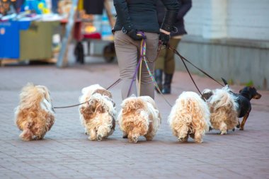 Kadın şehir caddesinde tasmalı bir sürü köpek gezdiriyor. Köpek hayvanlar ve hayvanlar aleminde dinlenmek.