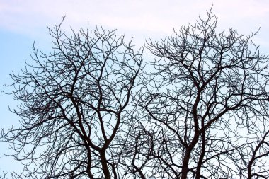 Yapraksız ağaç dalları mavi gökyüzüne karşı. Doğada sonbahar mevsimi