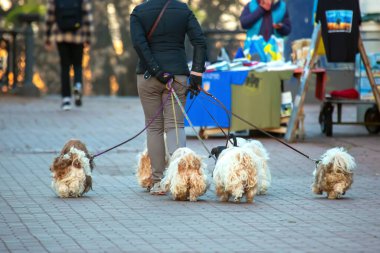 Kadın bir sürü köpeği tasmalı olarak şehir sokaklarında yürüyüşe çıkarmıştı. Hayvanlar aleminde evcil hayvanlar ve eğlence