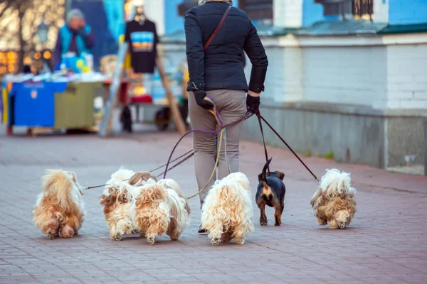 Donna Preso Sacco Cani Guinzaglio Una Passeggiata Strade Della Città — Foto Stock