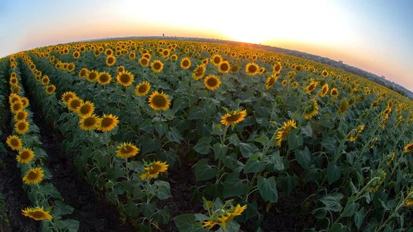 Duże Pole Kwitnących Słoneczników Świetle Słonecznym Agronomia Rolnictwo Botanika — Zdjęcie stockowe