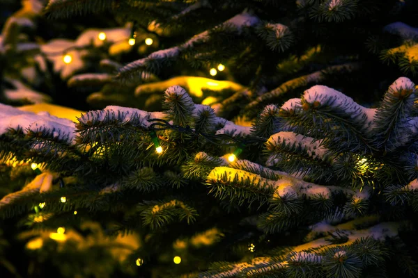 Sneeuw Bedekt Sparren Takken Met Decoratieve Opgenomen Kerstslingers Nachts — Stockfoto