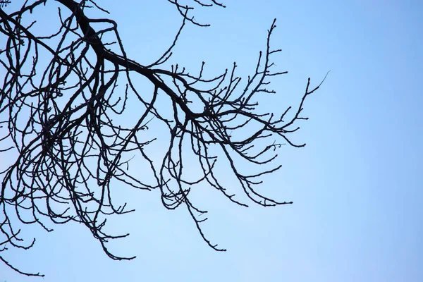 Ramos Árvores Sem Folhas Contra Céu Azul Estação Outono Natureza — Fotografia de Stock