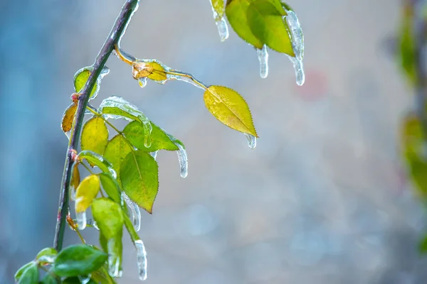 Isbitar Isiga Grenar Och Gröna Löv Träd Årstid Temperaturförändringar Och — Stockfoto