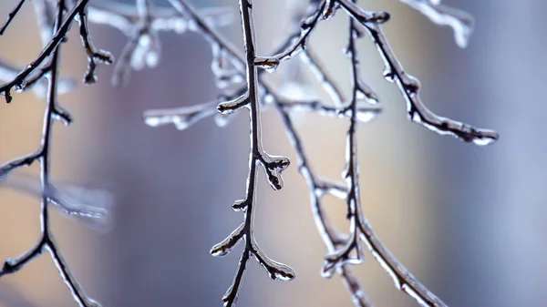 冰封的树枝上的冰柱 秋季气温摆动季节及冬季天气 — 图库照片
