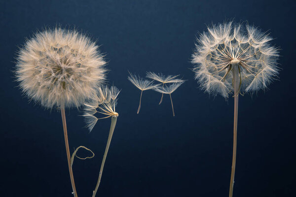 Семена одуванчика летят с цветка на темном фоне. распространение ботаники и цветения.