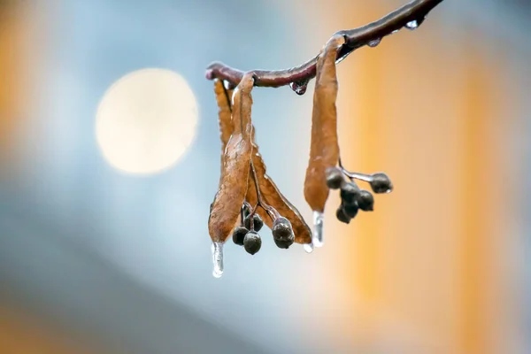 Icicles Ice Branches Linden Tree Season Temperature Changes Winter Weather — Stock Photo, Image