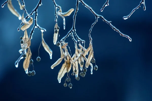 Παγοκρύσταλλοι Στα Κλαδιά Πάγου Ενός Δέντρου Εποχή Των Αλλαγών Θερμοκρασίας — Φωτογραφία Αρχείου