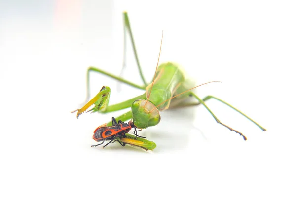 Mantis Religiosa Verde Come Escarabajo Sobre Fondo Blanco Cerca Depredador — Foto de Stock