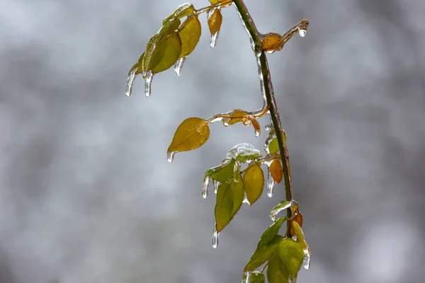 Zmrzliny Ledových Větvích Zelené Listy Stromů Období Teplotních Změn Zimního — Stock fotografie