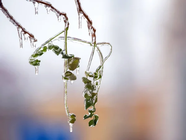 Icicles Icy Tree Branches Temperature Swing Season Winter Weather Autumn — Stock Photo, Image