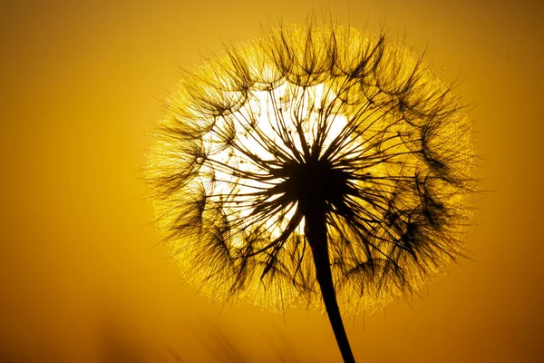 Кульбаба Тлі Захованого Сонця Природа Квіткова Ботаніка — стокове фото