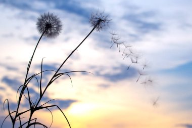 Karahindiba tohumları günbatımı gökyüzünün arka planında uçuyor. Doğanın bitkisel bitkileri