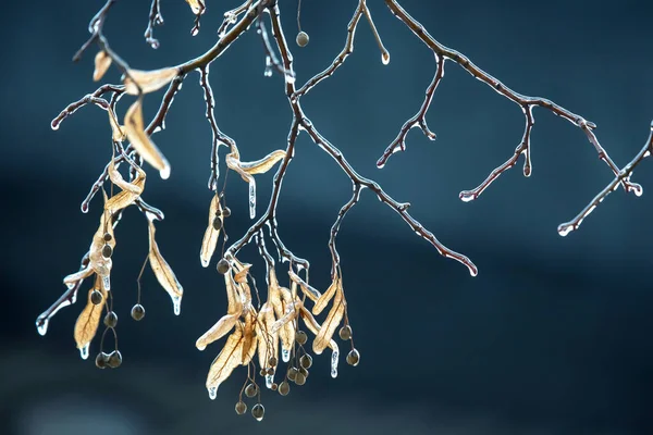 Lodowce Gałęziach Lodowych Lipy Sezon Zmian Temperatury Zimowa Pogoda Jesienią — Zdjęcie stockowe