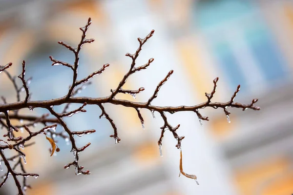 氷の木の枝のつらら 秋の気温上昇期と冬の天候 — ストック写真