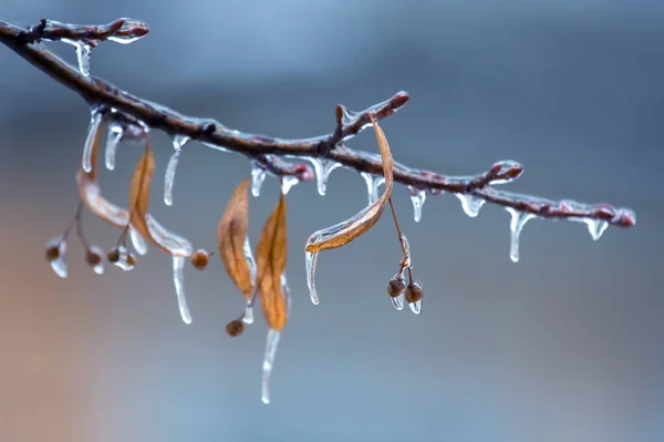 Isbitar Isgrenarna Ett Lindträd Årstid Temperaturförändringar Och Vinterväder Hösten — Stockfoto