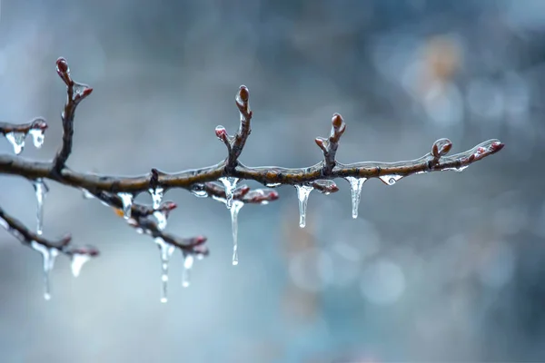Des Glaçons Sur Des Branches Arbres Glacés Température Saison Balançoire — Photo