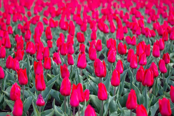 Duże Pole Kwitnących Czerwonych Tulipanów Kwiaty Botanika — Zdjęcie stockowe